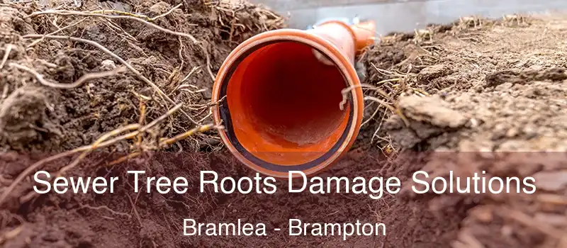  Sewer Tree Roots Damage Solutions Bramlea - Brampton